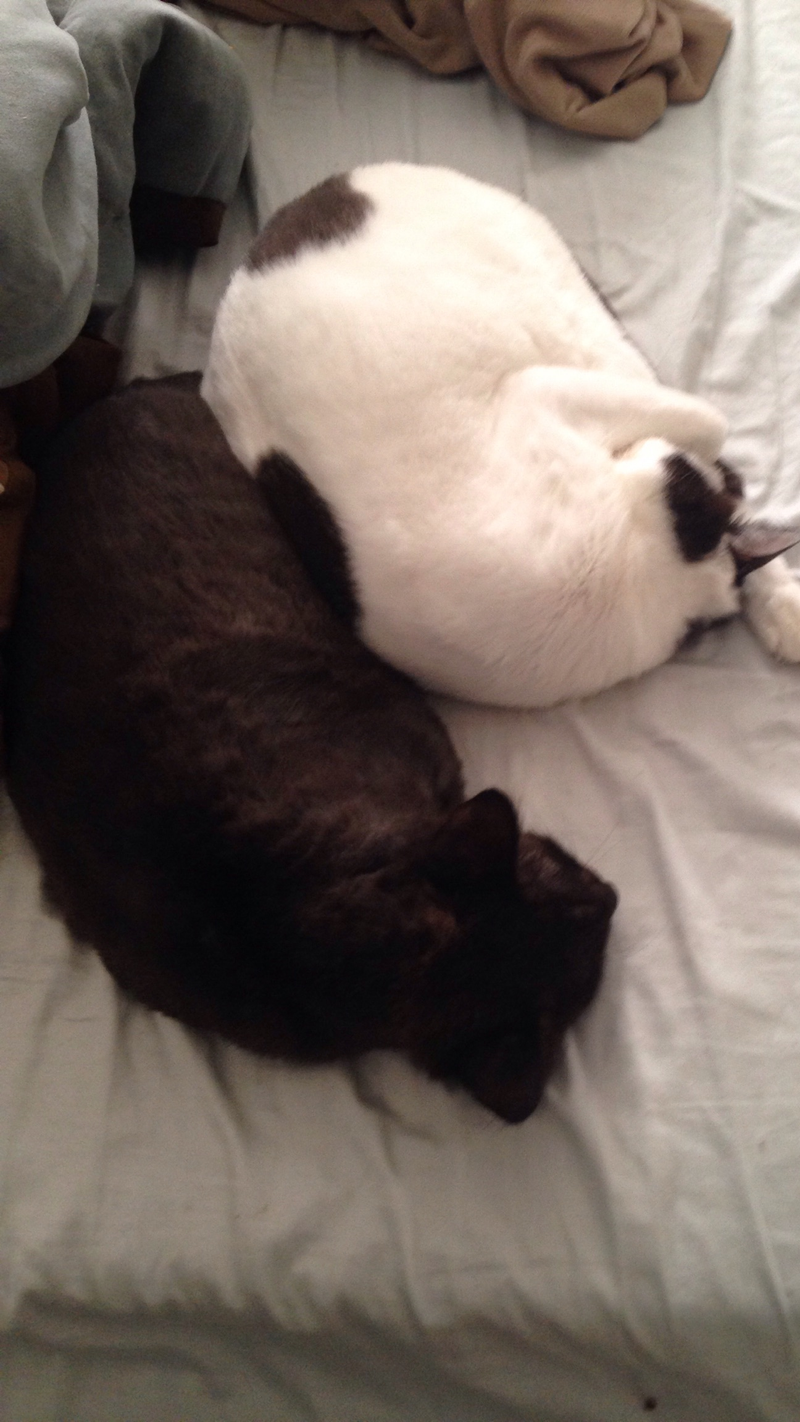 Illustration for article titled CATURDAY: The Cat Lounges For Thee